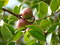 Camellia oleifera Abel:fruiting tree