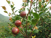 Camellia oleifera Abel:fruits