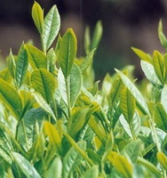 Camellia sinensis:green tea leaves