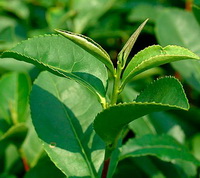 Camellia sinensis:green tea plant and leaves