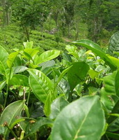 Camellia sinensis:green tea plant and leaves