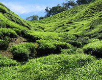 trees of Camellia sinensis:green tea trees grow on mountain slope