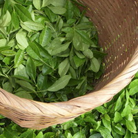 harvested fresh green tea leaves