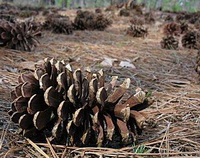 Pinus palustris Mill:long leaf pine cones