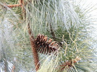 Pinus palustris Mill:long leaf pine leaves