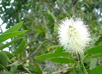 Melaleuca alternifolia:flowering tree