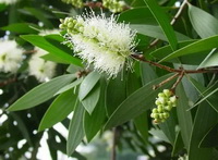 Melaleuca alternifolia:flowering tree