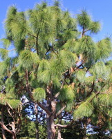Pinus palustris Mill:growing tree
