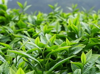 Camellia sinensis:green tea plants