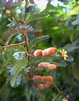 Tamarindus indica:growing tree with flower and pods
