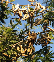 Tamarindus indica:growing tree