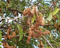 Tamarindus indica:growing tree with fruits