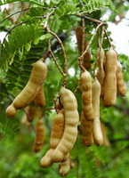 Tamarindus indica:growing tree with fruit pods