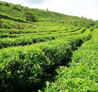 Camellia sinensis:tea trees