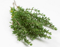 thyme:fresh herb in bundle