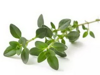 thyme:fresh herb