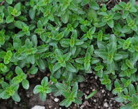 Thymus vulgaris:growing shrubs