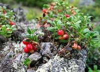 Arctostaphylos uva ursi:bearberry shrubs