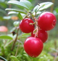 Arctostaphylos uva ursi:bearberry fruiting plant