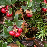 Arctostaphylos uva ursi:bearberry potted plant