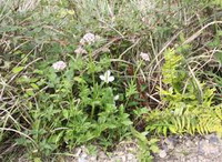 Valeriana officinalis:growing plant