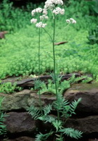 Valeriana officinalis:flowering plant