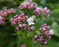 Valeriana officinalis:flowers