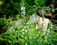 Verbena officinalis:flowering plant