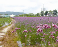 flowering plants of Verbena officinalis with pink flowers grow in field