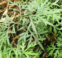 Artemesia absinthium:growing shrubs