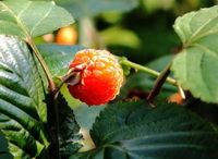 Fragaria vesca:fruiting plants