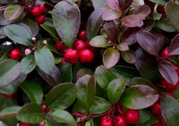 Wintergreen:Boxberry