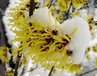 Pimpinella anisum:flowering tree in winter