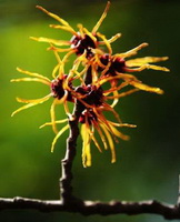 Pimpinella anisum:flowers on branch