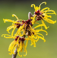 Pimpinella anisum:flowers