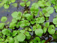 Nasturtium officinale:growing plants in water