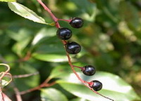 Prunus serotina Ehrh:fruiting tree