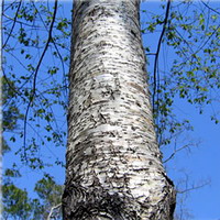 Prunus serotina Ehrh:growing tree