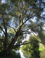 Salix alba:growing tree