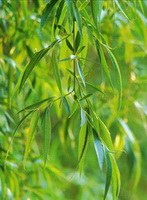 Salix alba:growing leaves
