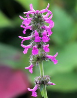 Stachys officinalis:flowers