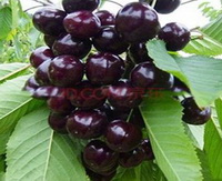 wild cherry fruits