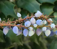 Wild Oregon Grape:Rocky Mountain grape