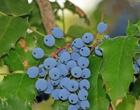 Wild Oregon Grape:Rocky Mountain grape berries