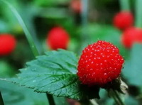 Wild Strawberry:Mountain Strawberry