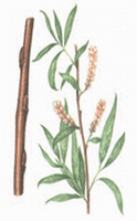 Salix alba:picture