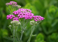 pink flower spikes of Yarrow