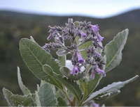 Eriodictyon californicum:flowering plant