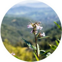 Eriodictyon californicum:flowering plant