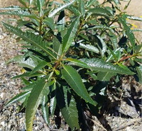 Eriodictyon californicum:growing shrubs